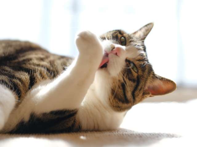 猫の口の中にできもの・口内炎があった場合  ペットとの健やかな毎日 