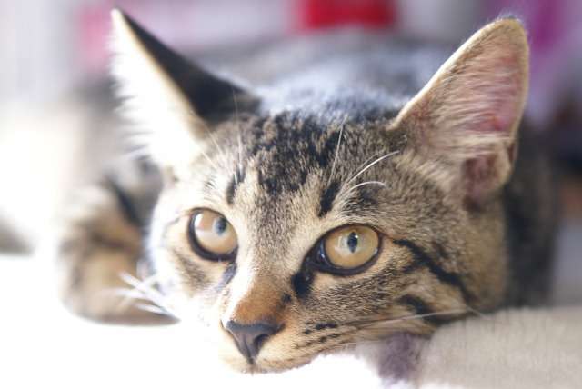 猫の目が腫れている症状と原因