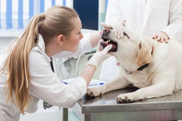 犬の歯周病について