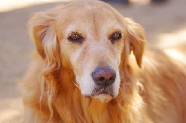 犬の目の下の腫れの原因や対処法