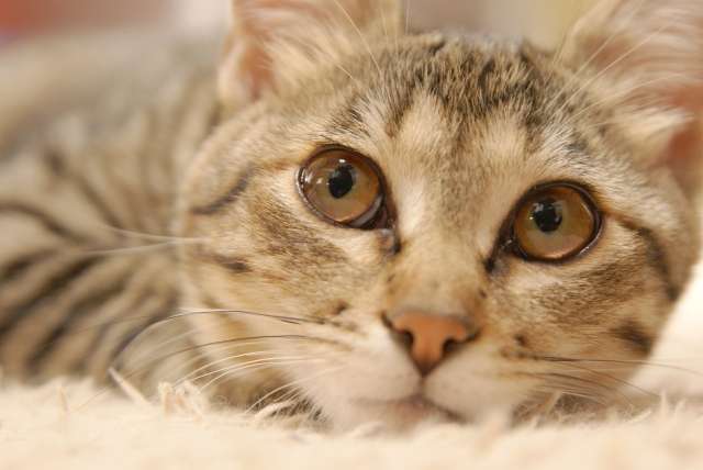 猫の目が腫れている症状と原因